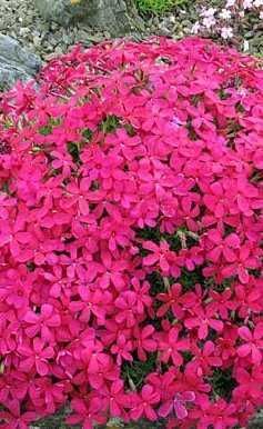 Phlox douglasii 'Cracker jack Bright' - Розсадник рослин Lahus