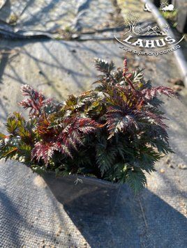 Astilbe Perkeo Red Leaves