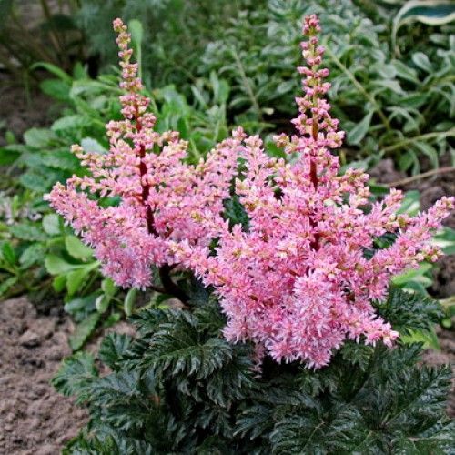 Astilbe Perkeo Red Leaves