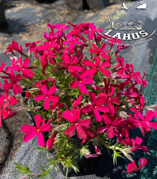 Phlox douglasii 'Cracker jack pricht'