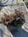 Astilbe Perkeo Red Leaves