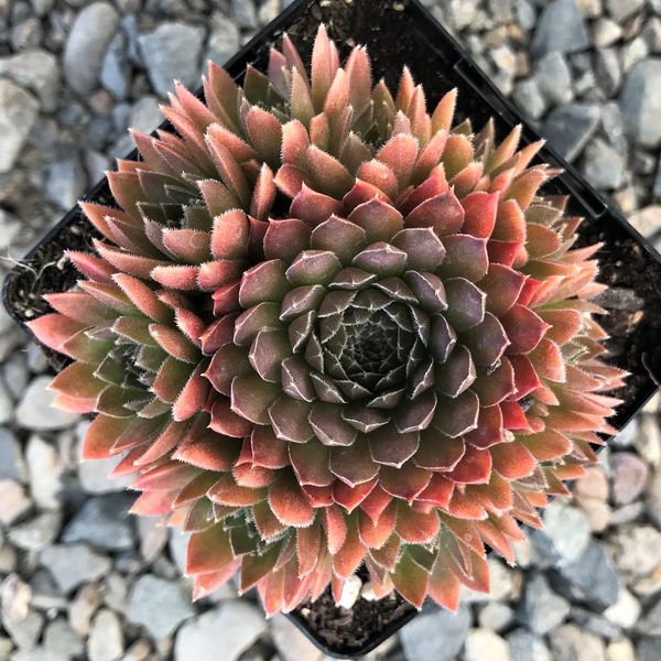 Sempervivum 'Bronze Pastel'