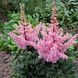 Astilbe Perkeo Red Leaves