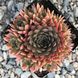 Sempervivum 'Bronze Pastel'