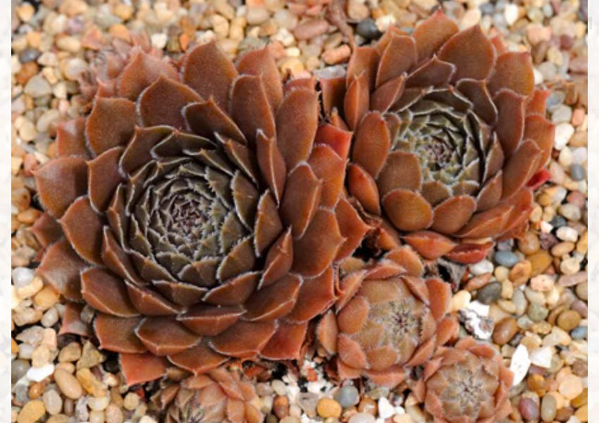 Sempervivum 'Bronze Pastel'