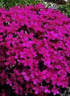 Phlox douglasii 'Cracker jack' red