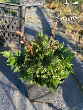 Astilbe x crispa 'Perkeo'