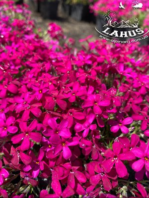 Phlox douglasii 'Cracker jack' red