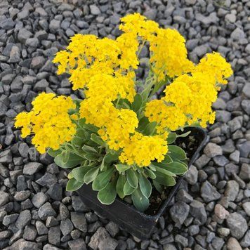 Allisum saxatile 'Gold Kobolt'