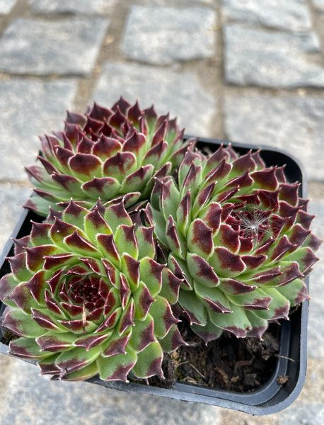 Sempervivum Calcareum