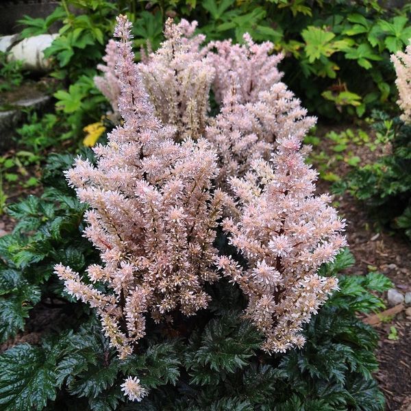 Astilbe x crispa 'Perkeo'