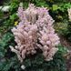 Astilbe x crispa 'Perkeo'