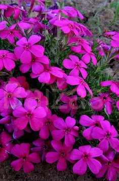 Phlox douglasii 'Cracker jack' violet