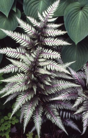 Athyrium niponicum Silver Falls