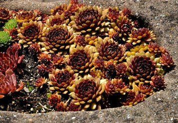 Sempervivum Dr. Fritz K&ouml;hlein
