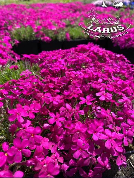 Phlox douglasii 'Cracker jack' violet