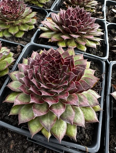 Sempervivum Dr. Fritz Köhlein