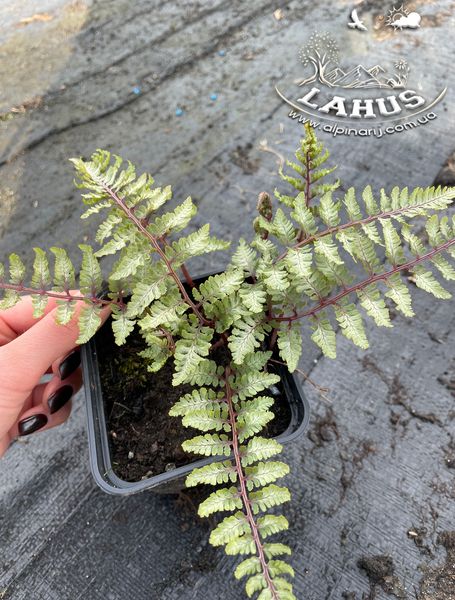 Athyrium niponicum Silver Falls