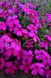 Phlox douglasii 'Cracker jack' violet