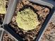 Arenaria Litops