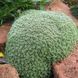 Arenaria Litops
