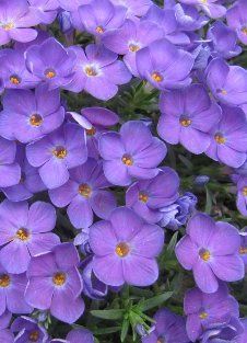 Phlox Kelseyi