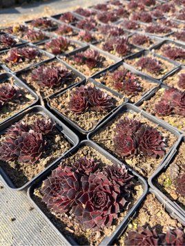 Sempervivum ' Mount Menchul'