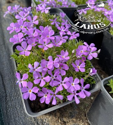 Phlox Kelseyi