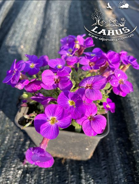 Aubrieta "Chianti"