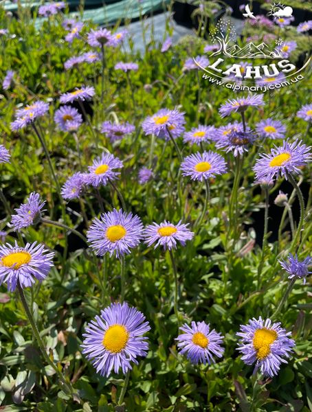 Erigeron bellidifolia