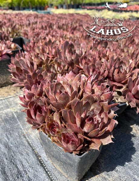 Sempervivum Julia