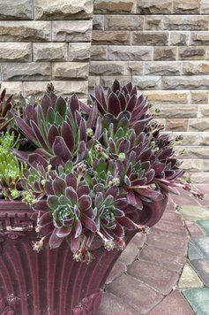 Sempervivum 'Lipari'
