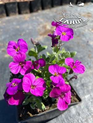 Aubrieta "Lucas"