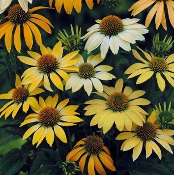 Echinacea purpurea 'Mellow Yellows'