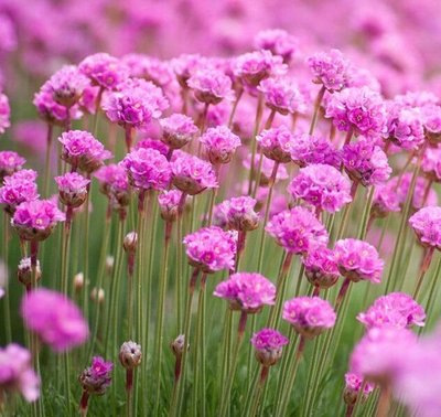 Armeria Maritima