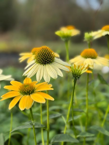 Echinacea purpurea 'Mellow Yellows'