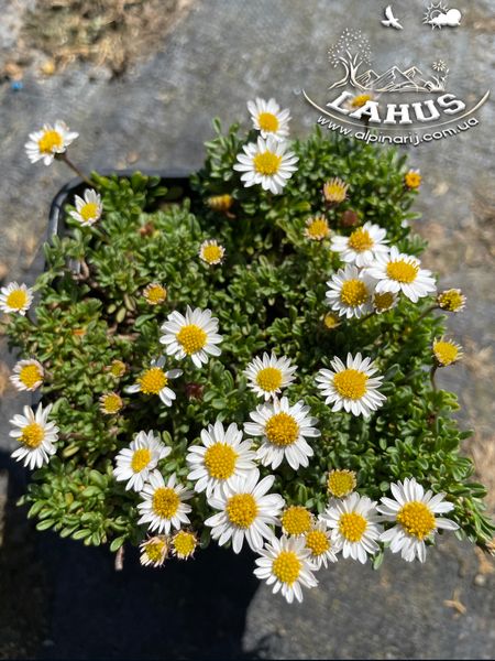 Erigeron scopolinus