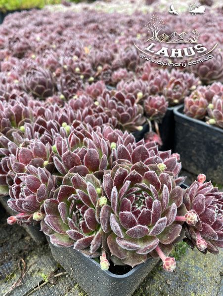 Sempervivum 'Lipari'