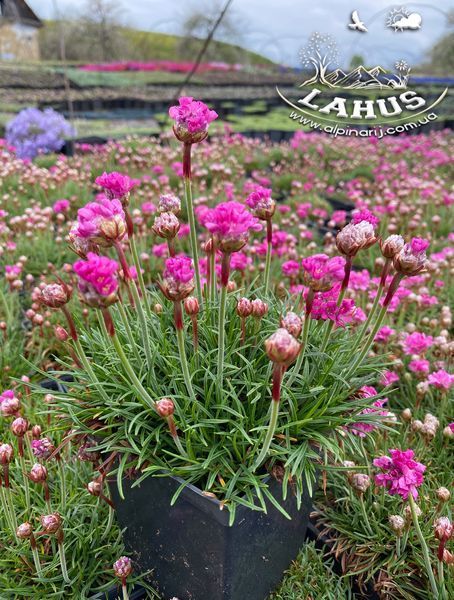 Armeria Maritima