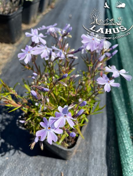 Phlox Subulata