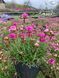Armeria Maritima