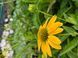 Echinacea purpurea 'Mellow Yellows'