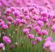Armeria Maritima