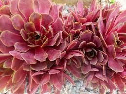 Sempervivum 'Purple Beauty'