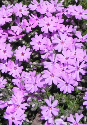 Phlox subulata "Fort Hill"