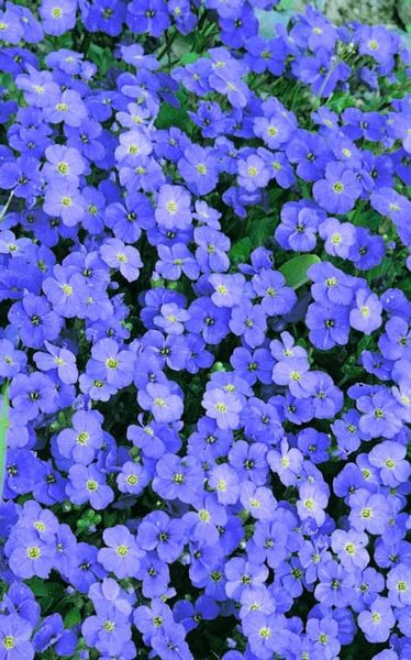 Aubrieta 'Blaumeise'