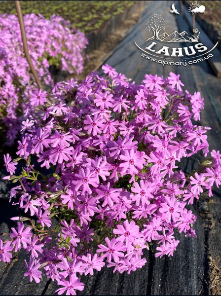 Phlox subulata "Fort Hill"