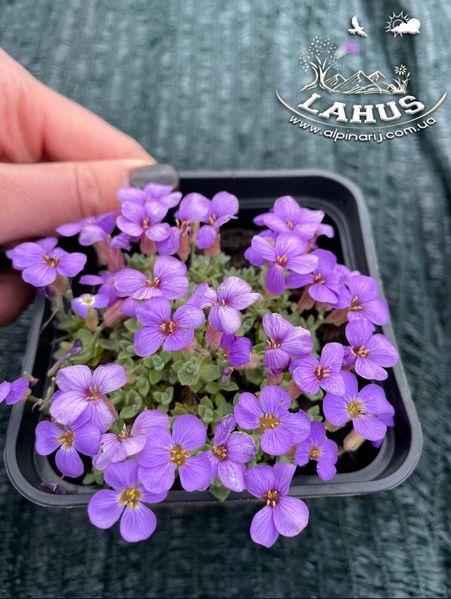 Aubrieta 'Blaumeise'