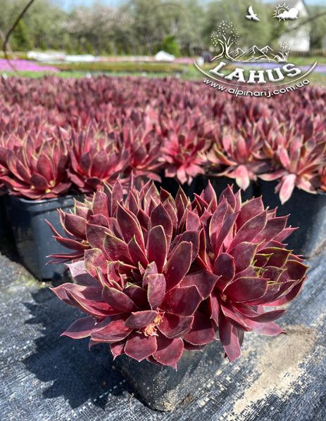 Sempervivum 'Purple Beauty'