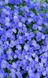 Aubrieta 'Blaumeise'